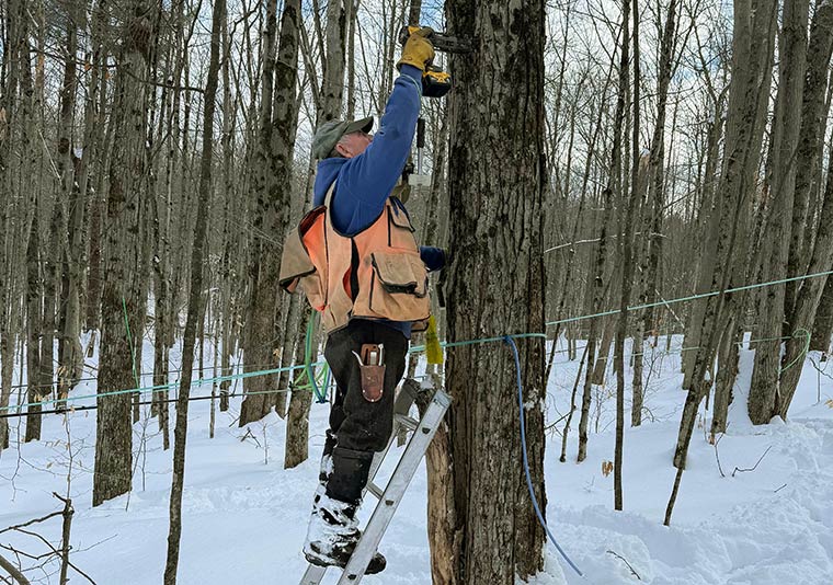 Photo of someone tapping a maple tree