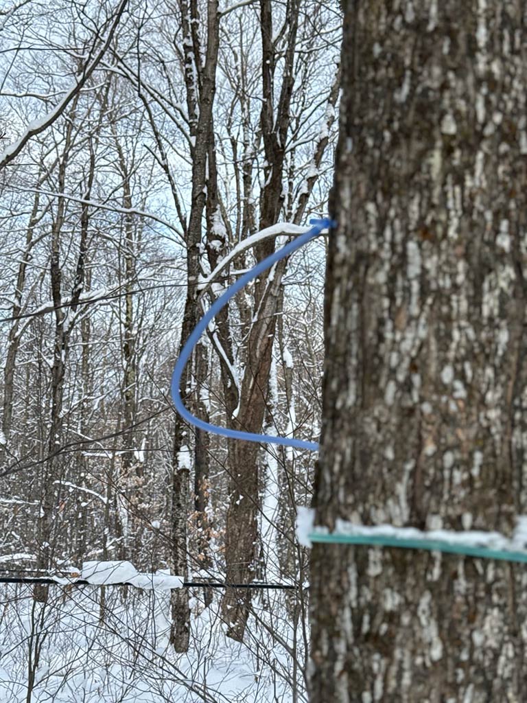 Photo of tapping a maple tree