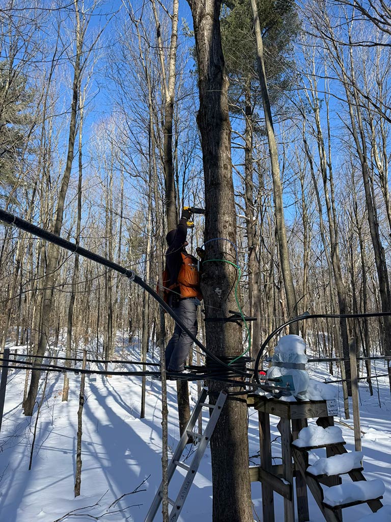 Photo of someone tapping a maple tree
