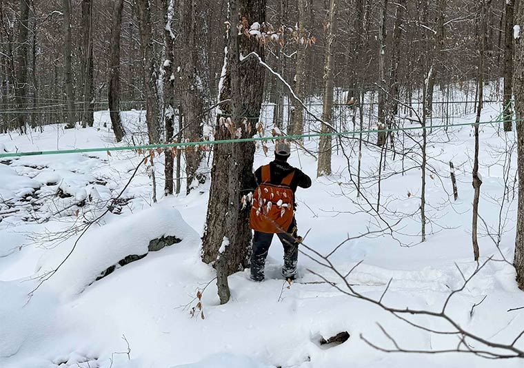 Photo of someone tapping a maple tree