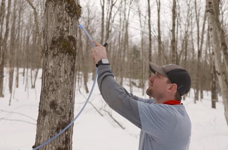 Photo of someone tapping a maple tree